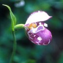 복주머니 이미지