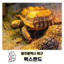광주 벅스랜드 겨울 실내 아이랑 가볼만한곳 파충류 놀거리