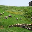 가람목장 Daum카페