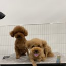 후니살롱 네이버블로그