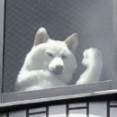 다시국수 이미지