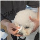 놀러왔댕 이미지