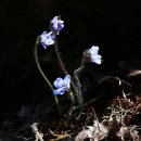 금진사랑 이미지