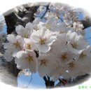 2012. 4. 8. 울산 솔마루길과 수변공원 벚꽃( 작은법당, 교회, 성당) 이미지