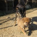 진도개 사랑 이미지