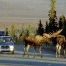 엘크사슴 이미지