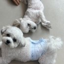 댕스히얼