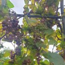 배갈비, 태릉배갈비 이미지