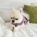 우리덴탈 | 강아지덴탈껌 1일1간식으로 강아지 치석제거 하기! (+노견 포메라니안)