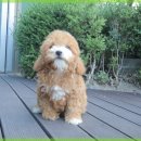 행복한강아지 이미지