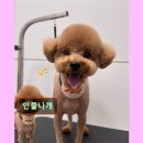 인물나개 네이버블로그