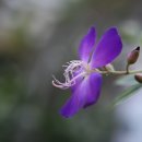 티보치나/얼빌리나/프린세스플라워,Tibouchina urvilleana 이미지