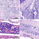 드렁허리의 rahbdovirus 이미지