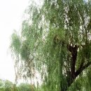 미키노래연습장 이미지