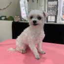 101 애견미용 이미지