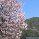 천안 태조산 각원사 벚꽃 이미지