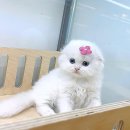 행복한집사 이미지