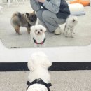 오늘의 댕댕 | 수원 애견카페 인계동 댕댕플래닛 방문 후기