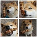 개귀여워 이미지