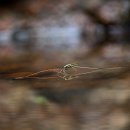 소금쟁이 이미지