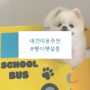 빵이펫살롱 이미지