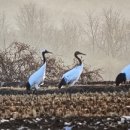 색동다리 이미지