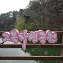 고복자연공원 수변 길 | 세종 가볼만한 곳 벚꽃명소 고복저수지 벚꽃길 산책하기