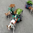 파트라슈 이미지