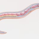 강동물병원 이미지