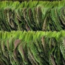 깻잎농원 이미지