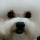 레이지 포 이미지