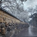 은해사 벚꽃길 이미지