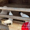 매정목장 이미지