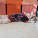 봉구애견미용샵 이미지