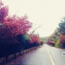 성자마을진입로 이미지