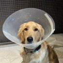 보담동물병원 이미지