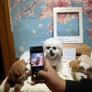 개떼놀이터 인천점 이미지