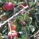 슈처마켓 이미지