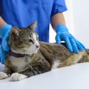 초록동물병원 이미지