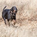 초원켄넬 이미지