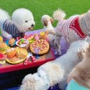 놀루오숑 이미지