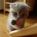 송정통닭 이미지