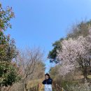 삼선산수목원 벚나무 이미지