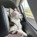 곰섬해수욕장 | [태안] 애견 펜션 애봉이네 펜션&amp;곰섬해수욕장 방문 후기 내 돈 내산