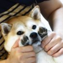 똥강아지 이미지