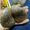 성재축산 이미지