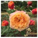 라빌라빌라 이미지