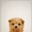 마이도그샵 이미지