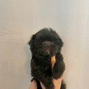 멍품 강아지분양 본점 이미지