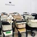 원미구 도약로 239 | 강아지 유모차 로얄테일즈 총집합, 펫랜드 부천애견동반 용품점